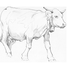My project for course: Dynamic Animal Illustration for Children’s Stories. Character Design, Pencil Drawing, Drawing, and Children's Illustration project by Rosane Badan - 09.22.2022