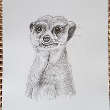 Meu projeto do curso: Desenho naturalista de animais com lápis grafite Ein Projekt aus dem Bereich Traditionelle Illustration, Bleistiftzeichnung, Zeichnung und Naturalistische Illustration von JOAO CARLOS BLANES - 19.09.2022
