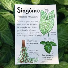 Glossário ilustrado de plantas Ein Projekt aus dem Bereich Traditionelle Illustration und Botanische Illustration von Bianca Nazari - 23.09.2022