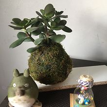 Mi proyecto del curso: Kokedamas: crea macetas naturales de musgo . Arte și meșteșuguri, Design interior, Arhitectură peisagistică, Decorațiuni, DIY și Design floral și de plante de Marce Madeleine - 09.20.2022