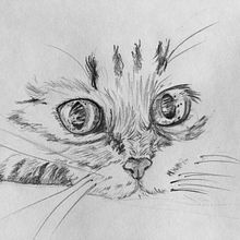 Disegno a matita "Zen del gatto". Projekt z dziedziny Trad, c i jna ilustracja użytkownika Yulia Shevchenko - 03.01.2017
