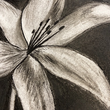 Flor de lírio en carboncillo. Un proyecto de Ilustración tradicional de mihaela_m - 28.09.2022