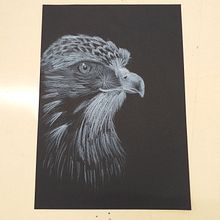 1TEG- Dibujo con lapiz blanco sobre cartulina negra (águila). Drawing, Pencil Drawing, Realistic Drawing, Artistic Drawing, and Botanical Illustration project by Stephanie W - 09.28.2022