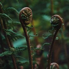 Plants. Un proyecto de Fotografía de Bartek Jędrzejczak - 20.04.2020