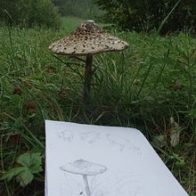mushrooms. Un proyecto de Ilustración tradicional, Fotografía, Ilustración con tinta, Sketchbook y Dibujo digital de Bartek Jędrzejczak - 02.10.2022