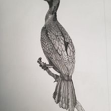 Mi proyecto del curso: Dibujo naturalista de animales con grafito . Ilustrație tradițională, Desen în creion, Desen & Ilustrație naturalistă de Mario Donoso Valenzuela - 10.02.2022