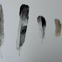 Il mio progetto del corso: Illustrazione naturalistica: acquerello in positivo e negativo. Un proyecto de Ilustración tradicional, Bellas Artes, Pintura, Dibujo, Pintura a la acuarela, Ilustración botánica e Ilustración naturalista				 de La Immer - 02.10.2022