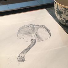 Fungi. Traditional illustration project by Jane Håkonsson - 10.02.2022