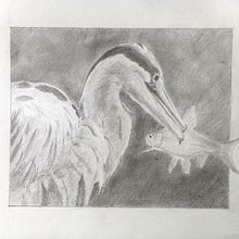 Mon projet du cours : Dessin naturaliste d'animaux au crayon graphite. Traditional illustration, Pencil Drawing, Drawing, and Naturalistic Illustration project by Eric Mourniac - 10.06.2022