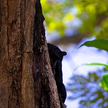Sesión a amiguito ardilla. Un proyecto de Fotografía de Orlando García López - 07.10.2022