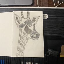 My project for course: Naturalistic Animal Drawing with Graphite Pencil. Traditional illustration, Pencil Drawing, Drawing, and Naturalistic Illustration project by Naresh Newar - 10.09.2022