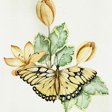 Meu projeto do curso: Desenho e composição naturalista em aquarela Ein Projekt aus dem Bereich Traditionelle Illustration, Zeichnung, Aquarellmalerei und Naturalistische Illustration von Stella Valim - 09.10.2022