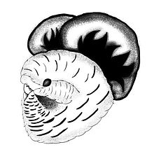 My project for course: Blackwork Tattoo Design. Un proyecto de Ilustración tradicional, Ilustración digital y Diseño de tatuajes de Masha Fedotov - 10.10.2022