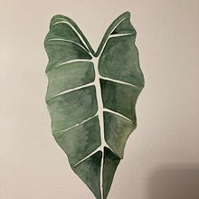 My project for course: Botanical Watercolor for Patterns. Traditional illustration, Pattern Design, Watercolor Painting, and Botanical Illustration project by kvanzweeden - 10.11.2022