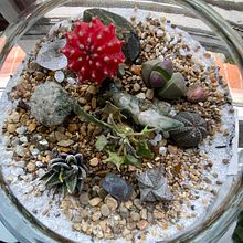 Mi proyecto del curso: Arte vegetal: crea tu propio terrario abierto. Projekt z dziedziny Projektowanie wnętrz, Architektura krajobrazu,  Dekoracja wnętrz, DIY, Kompoz i cje kwiatowe i botaniczne użytkownika Ana Mora - 12.10.2022