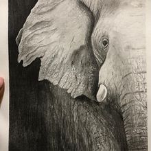 My project for course: Naturalistic Animal Drawing with Graphite Pencil. Projekt z dziedziny Trad, c, jna ilustracja, R, sunek ołówkiem,  R, sunek, Ilustracja naturalist i czna użytkownika intrepidshilpa - 07.10.2022