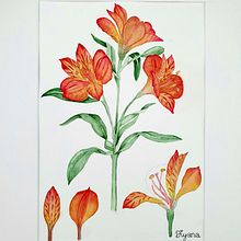 My project for course: Botanical Watercolor: Illustrate the Anatomy of Flowers. Traditional illustration, Fine Arts, Painting, Drawing, Watercolor Painting, and Botanical Illustration project by Diyana - 10.17.2022