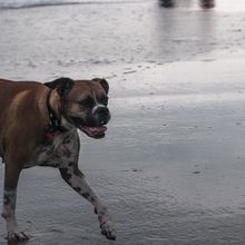 Mi proyecto del curso: Fotografía lifestyle de perros. Photograph, Portrait Photograph, Instagram Photograph, Documentar, Photograph, Lifest, and le Photograph project by Sofia Carella - 01.21.2022