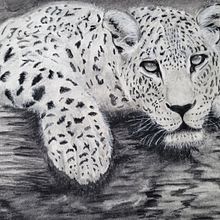 The cat. Drawing project by Edit Mason - 10.18.2022