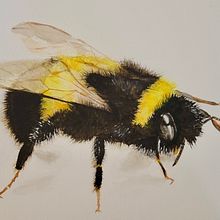Bee up close. Un proyecto de Pintura a la acuarela de Edit Mason - 04.09.2022