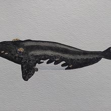 My Final Project; Whales in Watercolor. Un progetto di Illustrazione tradizionale di freemantledesigns - 18.10.2022