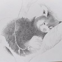 Mijn project van de cursus: Leer realistische dieren tekenen met grafietpotlood. Un projet de Illustration traditionnelle, Dessin au cra, on, Dessin et Illustration naturaliste de Masja van de Ven - 22.10.2022