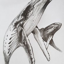 Meu projeto do curso: Desenho naturalista artístico a lápis. Un proyecto de Dibujo a lápiz, Dibujo, Dibujo artístico e Ilustración naturalista				 de JOAO CARLOS BLANES - 24.10.2022