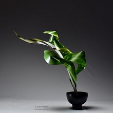 A Focus on Leaves. Un progetto di Artigianato e Design floreale e vegetale di Louise Worner - 26.10.2022
