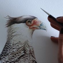 Carancho / Crested caracara. Projekt z dziedziny Trad, c, jna ilustracja, Malowanie akwarelą,  Sztuki piękne i  Malarstwo użytkownika Antonia Reyes Montealegre - 26.10.2022