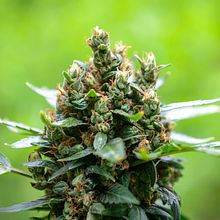 Ofertas y packs de CBD. Advertising, Lifest, le Photograph, Naturalistic Illustration, Floral, and Plant Design project by Hannapy Social - 10.27.2022