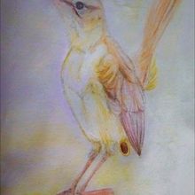 AVES. Un progetto di Illustrazione tradizionale di Carola Ivone Caballero - 04.07.2022