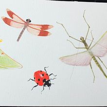 My project for course: Naturalist Journaling with Watercolor. Un progetto di Illustrazione tradizionale, Pittura ad acquerello, Illustrazione botanica, Sketchbook e Illustrazione naturalistica di Denise DESENEPART - 27.10.2022