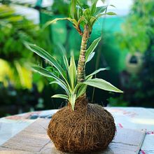 Mi proyecto del curso: Kokedamas: crea macetas naturales de musgo. Artesanato, Design de interiores, Paisagismo, Decoração de interiores, DIY, e Design floral e vegetal projeto de Isa Sosa - 29.10.2022