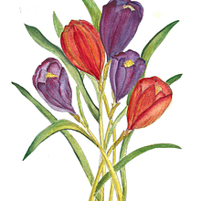 My project for course: Illustrating Nature with Watercolor and Pen. Un proyecto de Ilustración tradicional, Pintura, Dibujo, Pintura a la acuarela, Ilustración botánica y Bellas Artes de Wendy Violet Sinden - 20.10.2022