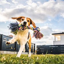 Mi proyecto del curso: Storytelling Cani-Training App. Un proyecto de Publicidad, Consultoría creativa, Cop, writing, Creatividad, Stor y telling de Gianfranco Figallo - 30.10.2022