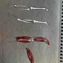 My project for course: Anatomical Drawing of Limbs, Hands and Feet. Artes plásticas, Esboçado, Desenho a lápis, Desenho, Desenho de retrato, Desenho realista, Desenho artístico, Sketchbook, Desenho anatômico e Ilustração com tinta projeto de Katie Briggs - 31.10.2022