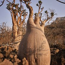 Progetto Socotra. Traditional illustration, Painting, Drawing, Watercolor Painting, and Naturalistic Illustration project by gemimaf - 10.31.2022