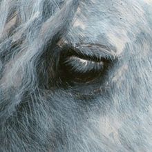 Tordillo . Ilustrație tradițională, Arte plastice, Pictura, Ilustrație cu cerneală și Desen artistic de Nuria Zt - 10.31.2022