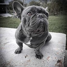 Mi proyecto del curso: Fotografía lifestyle de perros. Un progetto di Fotografia, Fotografia di ritratto, Fotografia per Instagram, Fotografia documentaria, Fotografia lifest e le di cristianhurtadocm - 01.11.2022