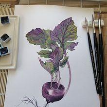Mi proyecto del curso: Acuarela botánica: ilustra el arte y la ciencia. Projekt z dziedziny Trad, c, jna ilustracja,  Sztuki piękne,  Malarstwo,  R, sunek, Malowanie akwarelą, R i sunek botaniczn użytkownika Carmen Flores - 01.11.2022