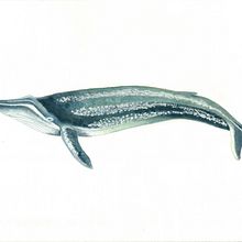 My project for course: Naturalist Illustration Techniques: Whales in Watercolor. Traditional illustration, Poster Design, Digital Illustration, and Manga project by Mary Ann Leake - 11.02.2022