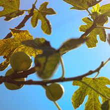 Naturaleza. Photograph, Photograph, Post-production, and Color Correction project by Ana Benítez - 07.01.2022