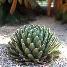 cactus. L, and scape Architecture project by susana - 12.04.2020