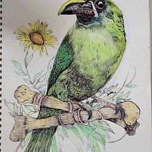 My project for course: Naturalist Illustration with Ballpoint Pen . Un proyecto de Ilustración tradicional, Dibujo, Dibujo realista e Ilustración naturalista				 de Faith Ibarra - 29.10.2022