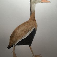 Whistling Duck Hen. Watercolor Painting project by Yvette Peevy - 11.05.2022
