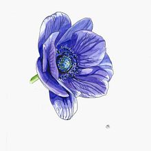 Il mio progetto del corso:  Sketchbook botanico: un approccio meditativo. Un projet de Illustration traditionnelle, Esquisse , Dessin, Aquarelle, Illustration botanique , et Carnet de croquis de Giorgia Migli - 06.11.2022