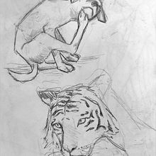 DA- Prácticas de animales. Een project van Tekening met potlood van Rosa Pulgarín - 07.11.2022
