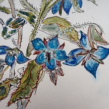 Mein Abschlussprojekt für den Kurs: Botanisches Zeichenheft: ein meditativer Ansatz Ein Projekt aus dem Bereich Traditionelle Illustration, Skizzenentwurf, Zeichnung, Aquarellmalerei, Botanische Illustration und Sketchbook von Rosita Baumgart - 09.11.2022