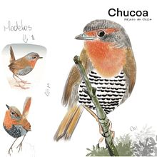 Chucoa, Pájaro de Chile. Un proyecto de Ilustración tradicional, Ilustración digital, Dibujo realista e Ilustración naturalista				 de Daiana Salinas - 09.11.2022