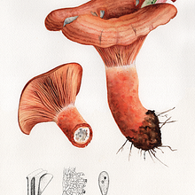 Lactarius deliciosus. Ilustração tradicional, Ilustração botânica, Artes plásticas, Desenho realista, Desenho, e Pintura em aquarela projeto de Begoña Blázquez Parro - 09.11.2022